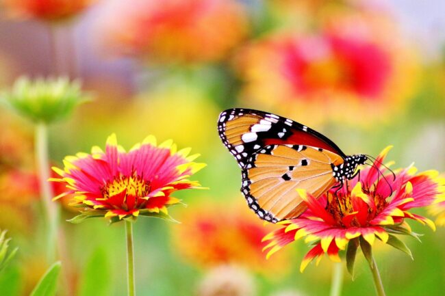 A close-up of a monarch butterfly perched on a vibrant Gaillardia flower in a blooming garden.